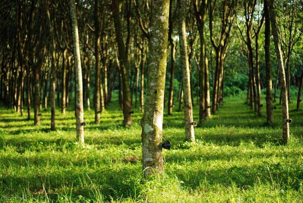 中国有多少橡胶林？60年扩张300多倍，橡胶沦为“罪恶之林”？