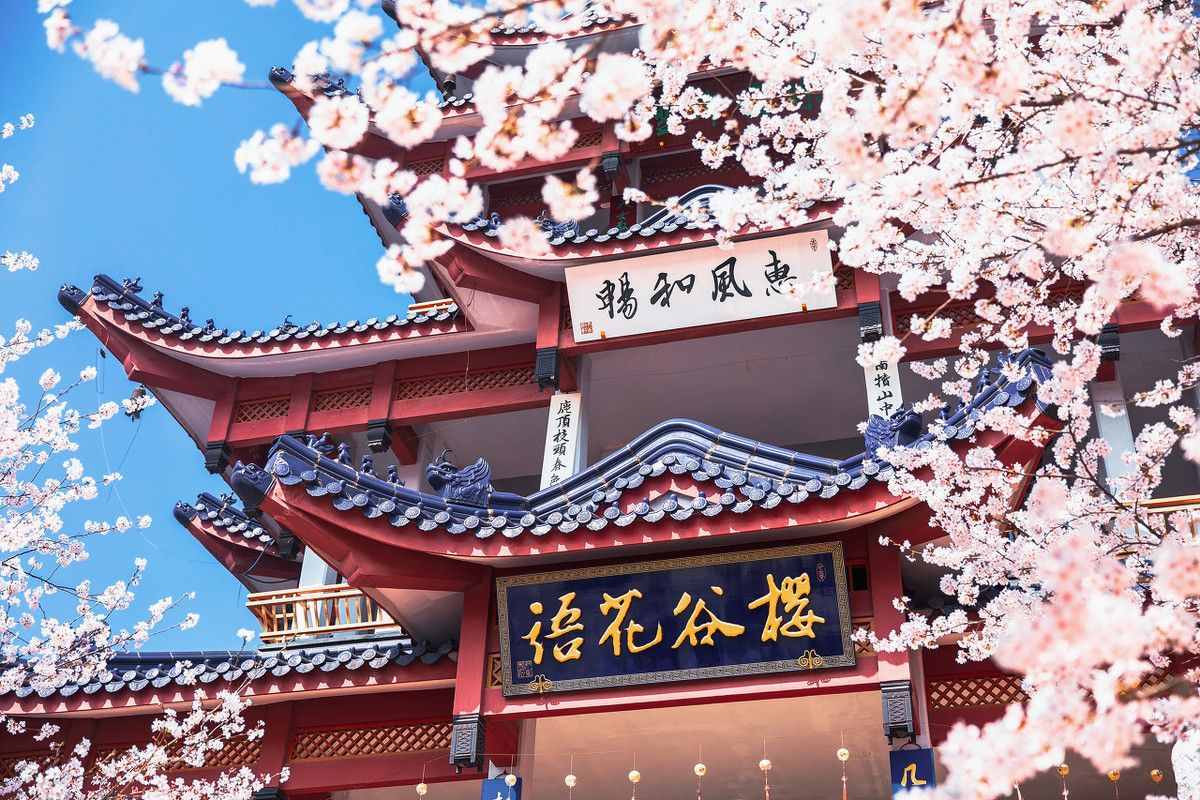 南京暂停现场祭扫，江苏各地出新规，清明时节这里的花都开了