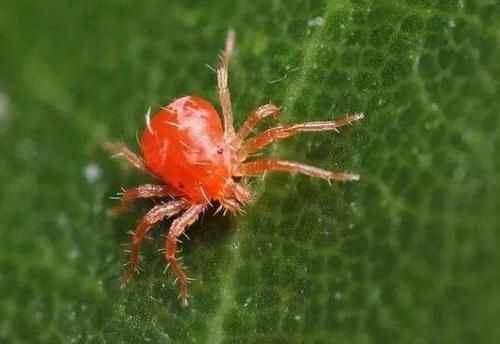 常用红蜘蛛防治药剂的三种分类，学会以后红蜘蛛防治更轻松