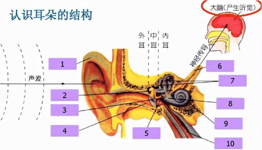 人耳的各种听觉效应