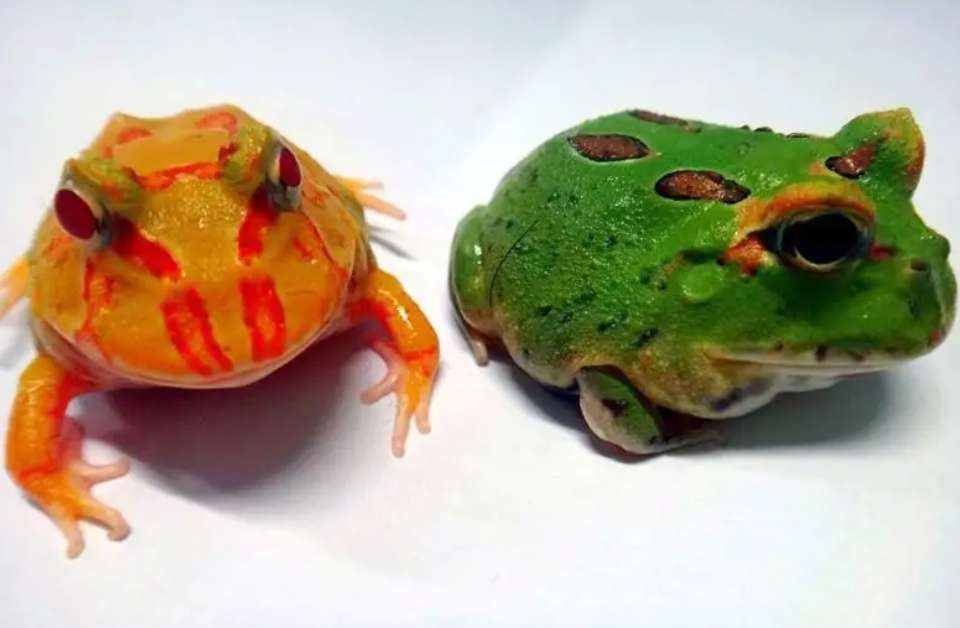 可以选择在鱼缸中饲养的，一种最萌、最漂亮的小青蛙