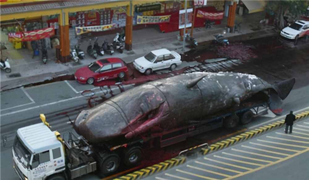自然界最大、最臭的生化武器：鲸爆，看到后一定要躲得远远的