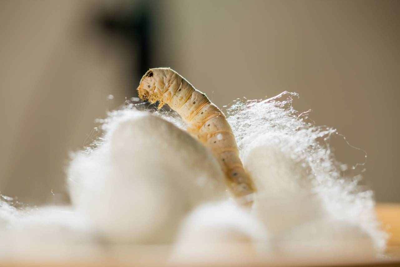 我们是如何获取蚕丝的？它为什么可以制作成丝绸？