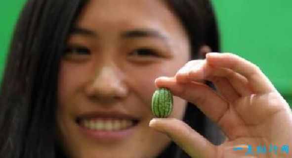 全球最小的西瓜 ，麻雀虽小五脏俱全