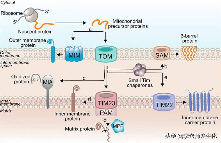 蛋白质翻译和加工转运的游离核糖体途径（一）