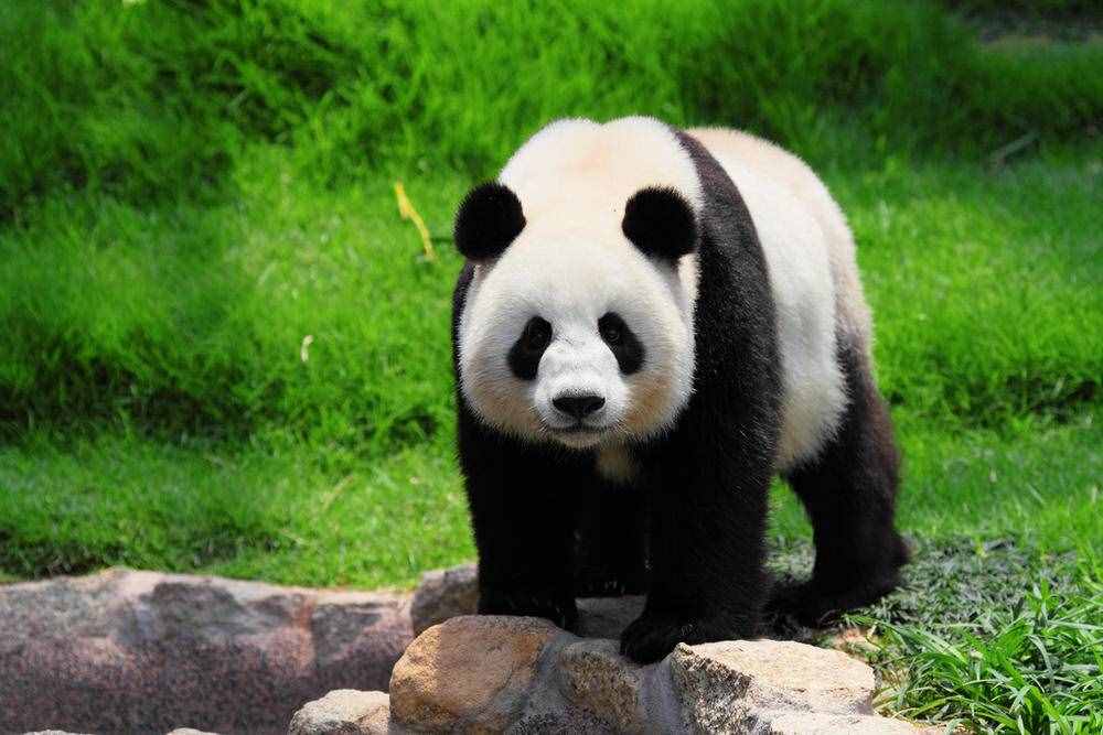 大熊猫生活习性的资料（熊猫的生活习性）
