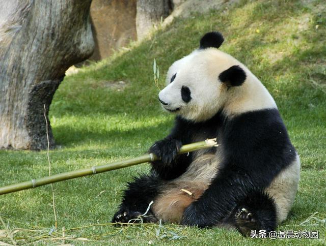 大熊猫主要分布在哪个自然保护区