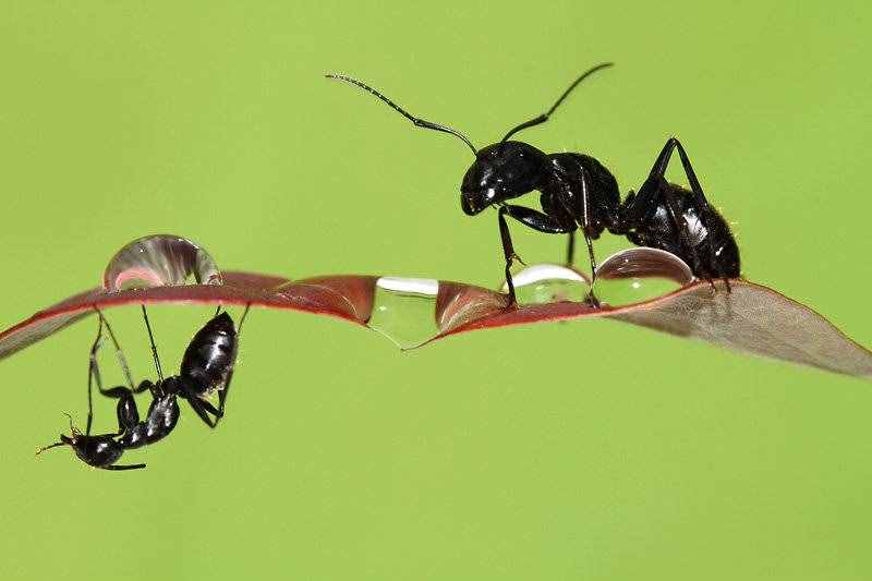 蚂蚁、蜜蜂需要睡觉吗？科学家发现，这些昆虫跟人类有本质区别