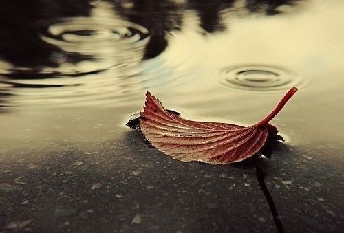 带蓉字的女孩名字大全 高雅有涵养的带蓉字女孩名字