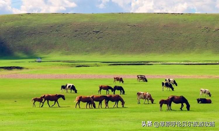 呼伦贝尔大草原在哪儿？位于内蒙古什么地方？