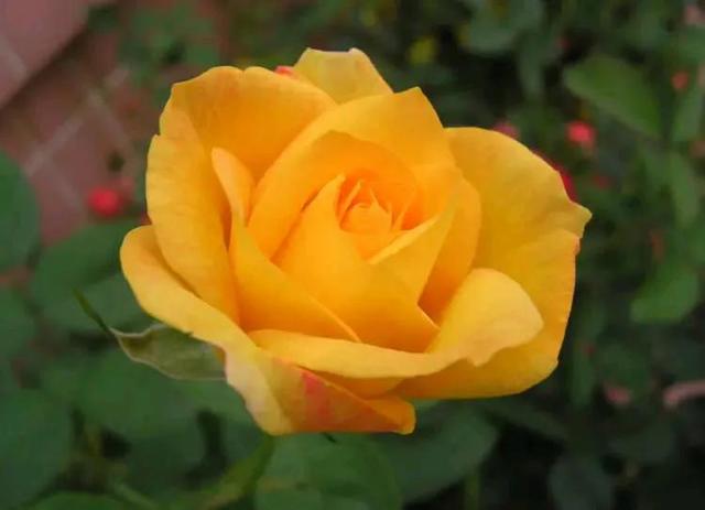 黄玫瑰的花语是什么(黄色玫瑰的花语和寓意)