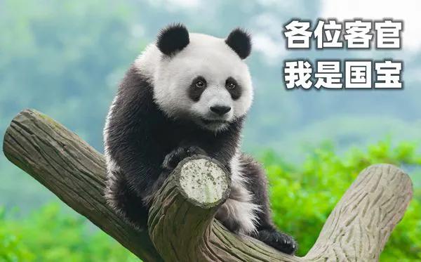 大熊猫的外貌特征怎么样？它有哪些生活特点呢？