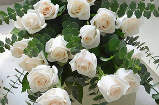 26种常见玫瑰花品种 红玫瑰种类