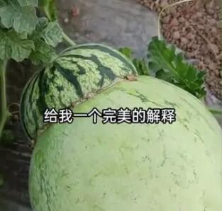 男子突发奇想将甜瓜和西瓜嫁接 网友:这哪是嫁接这是杂交