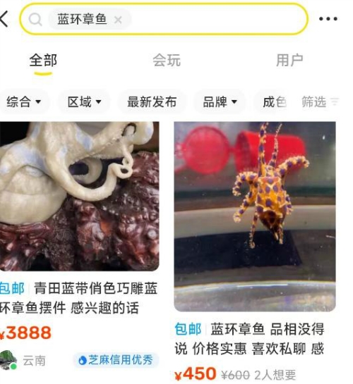 蓝环章鱼毒性是眼镜蛇的50倍 部分平台有售