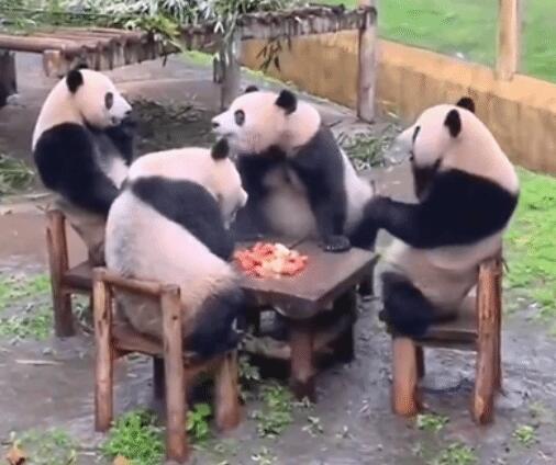 四只大熊猫凑一桌像在打麻将 网友：掌握了精髓