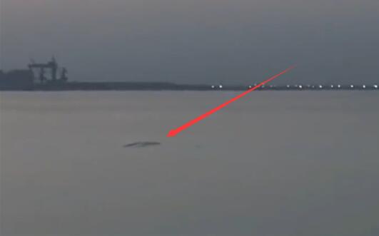 男子称拍到5米长不明生物 现场曝光 网友:水怪的故事又要来了